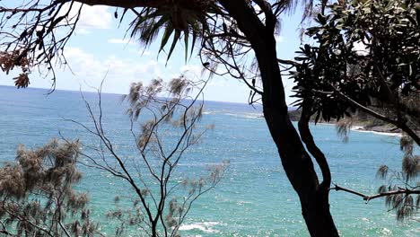 Coastal-scene-of-trees-and-plants-with-the-Pacific-Ocean-in-the-background