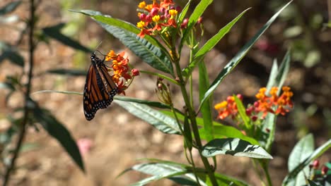 Sola-Mariposa-Monarca-Bebiendo-Néctar-De-Una-Colorida-Flor-De-Algodoncillo