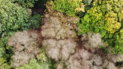 aerial footage looking down over a beech forest trees in east hill devon