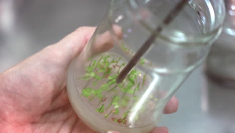 scientist putting prototypes of plants in laboratory glassware for experiment