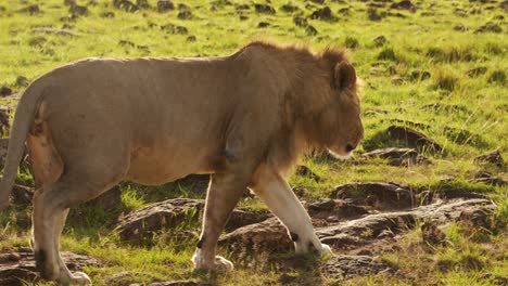 Slow-Motion-of-Male-Lion-Walking-and-Prowling,-Africa-Animals-on-African-Wildlife-Safari-in-Masai-Mara-in-Kenya-at-Maasai-Mara,-Steadicam-Tracking-Gimbal-Following-Shot-Close-Up