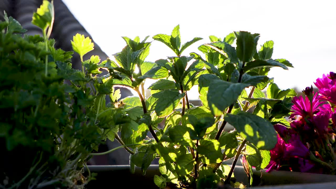 Slow-motion of sunlight and sunbursts through mint leaves. Rooftop of a house during sunset or sunrise.
