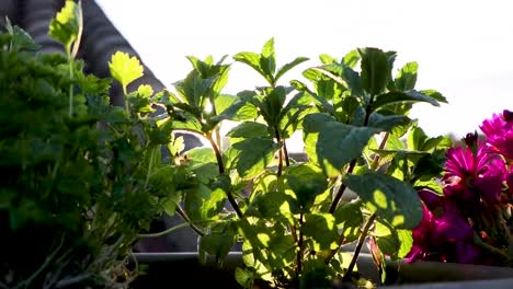 slow-motion of sunlight and sunbursts through mint leaves. rooftop of a house during sunset or sunrise.