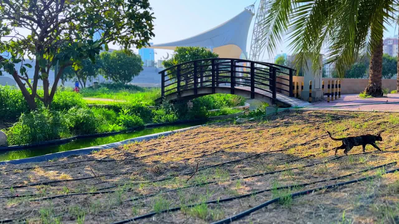 4K footage of a black cat walking across a landscaped park with a wooden footbridge, vibrant greenery, and urban background—ideal for storytelling, urban nature, and wildlife themes.
