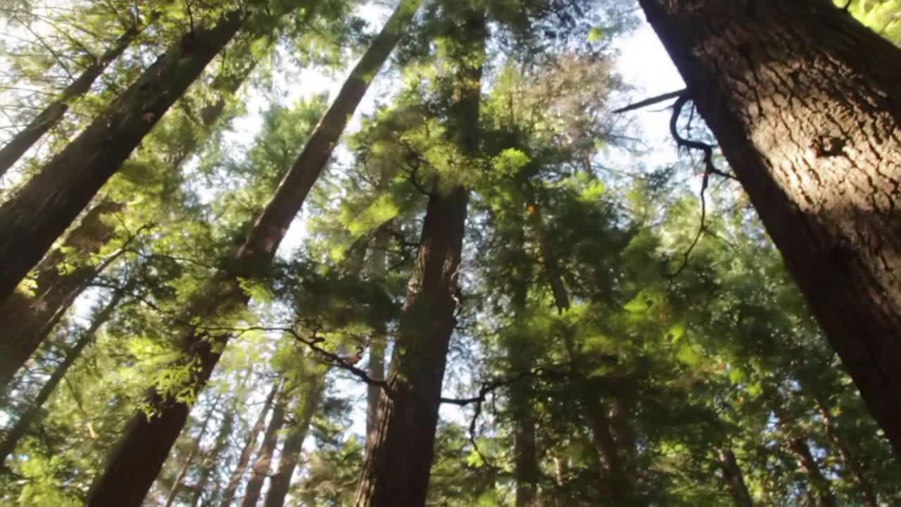 Beautiful tree tops of Canadian forest with sun rays and sunlight
