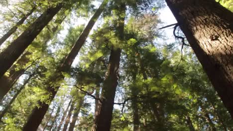 beautiful tree tops of canadian forest with sun rays and sunlight