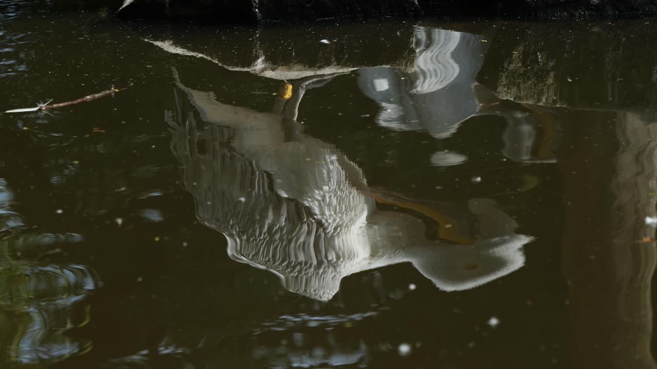Water Reflection Of A White Pelican Bird. closeup