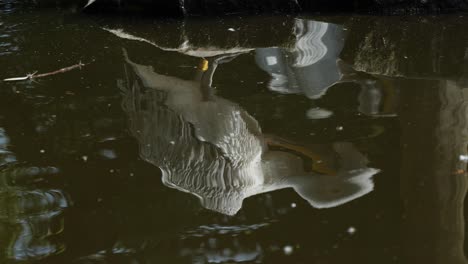 water reflection of a white pelican bird. closeup