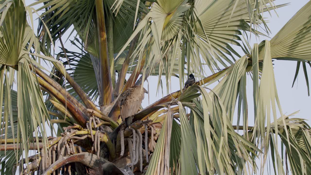 Weaver Finch-like Birds On Palm Trees In Uganda, East Africa. Close up Shot