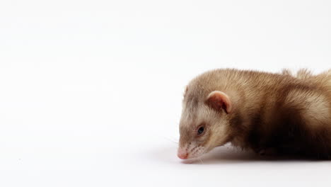 Ferret-isolated-on-white-background---close-up-on-face