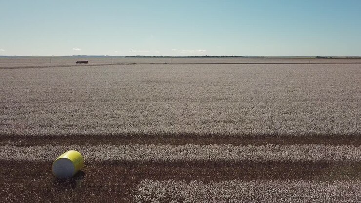 Ripresa aerea con drone che sorvola un campo di cotone, con una strada di campagna secondaria in lontananza.