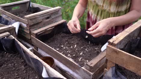 woman planting seeds in wooden crates filled with soil in the garden