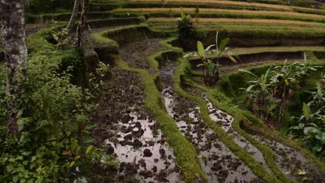 aerial descent on to terraced rice fields in lush jungle of ubud, bali