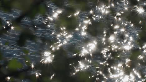 brillantes llamaradas solares en la superficie del agua ondulada vista a través de la maraña de ramas de árboles