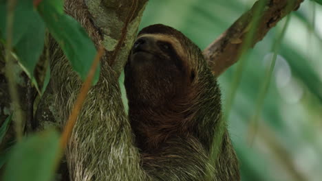 sloth ambles through the canopy.