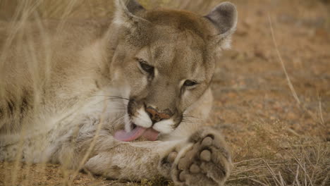 Mountain-lion-cleaning-her-paws-slow-motion