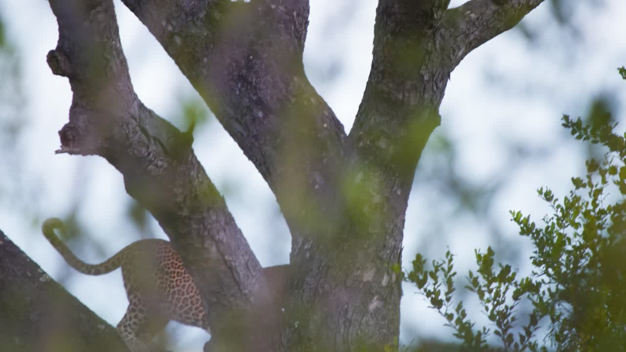 Spotted african leopard gracefully climbing down tree branch