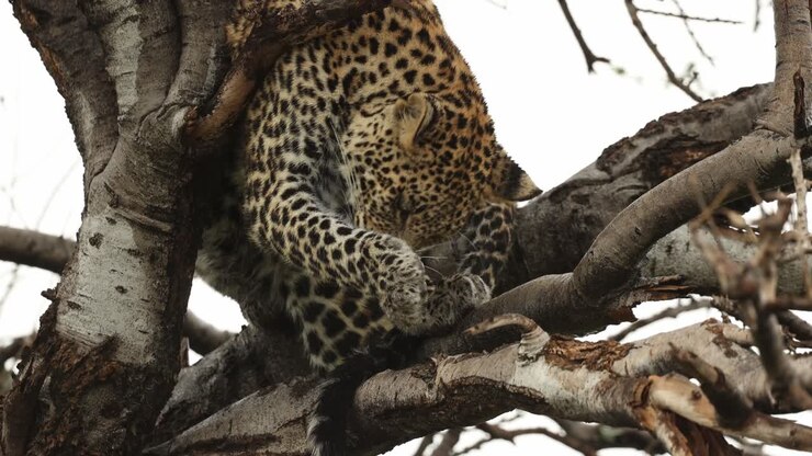 A young African leopard cub sitting in a tree licking its front leg and paw on a rainy day, Mashatu Game Reserve.