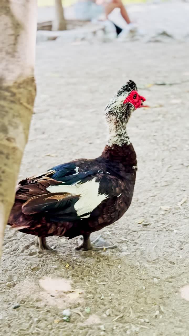 Muscovy Duck Partially Hidden by Tree Trunk on Ground