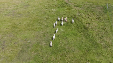 cattle moving in formation on grassy farmland