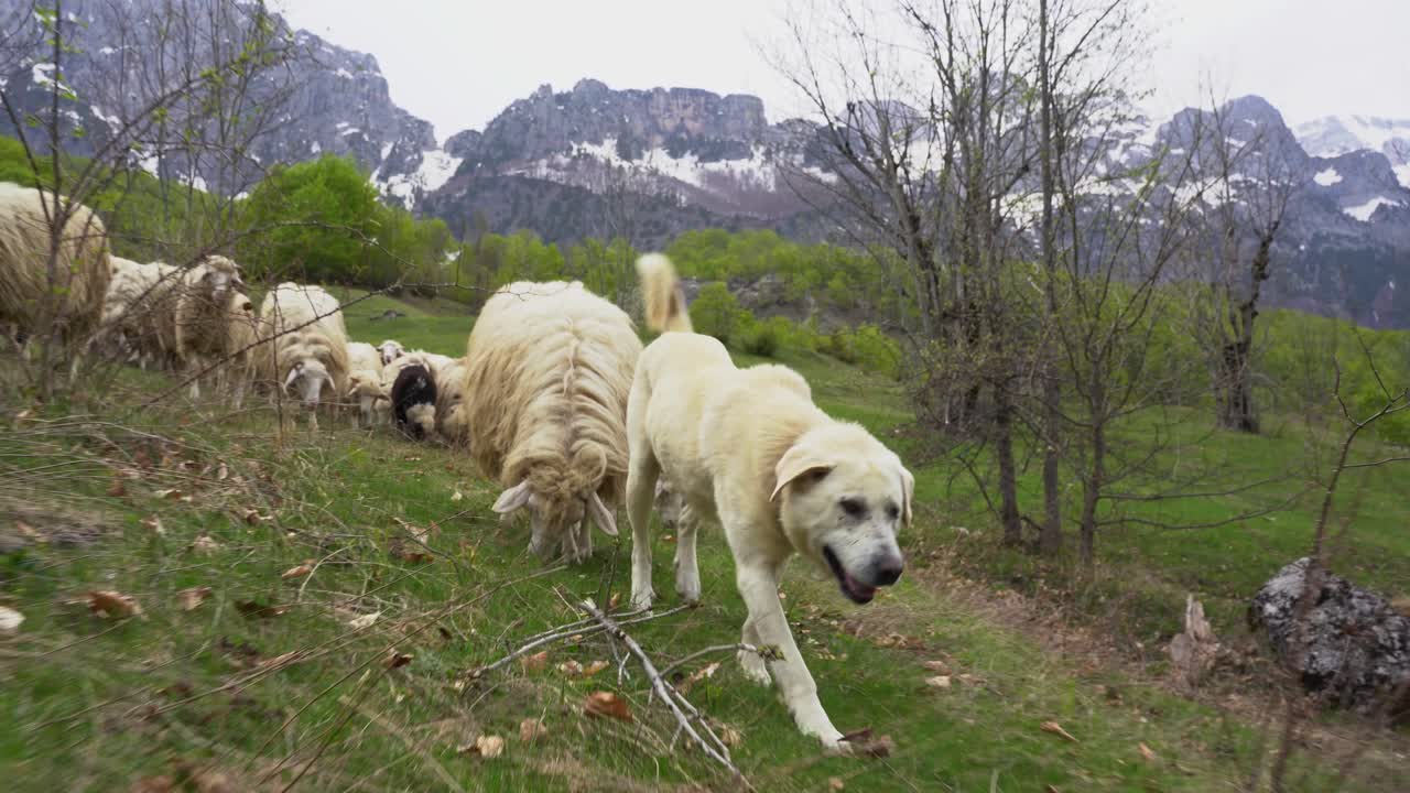белая пастушья собака ведет овец в горном пейзаже, следующий кадр