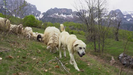 perro pastor blanco que conduce oídos de ovejas en el paisaje montañoso, siguiendo el tiro