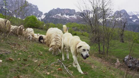 white shepherd dog leading heard of sheep in mountain landscape, following shot