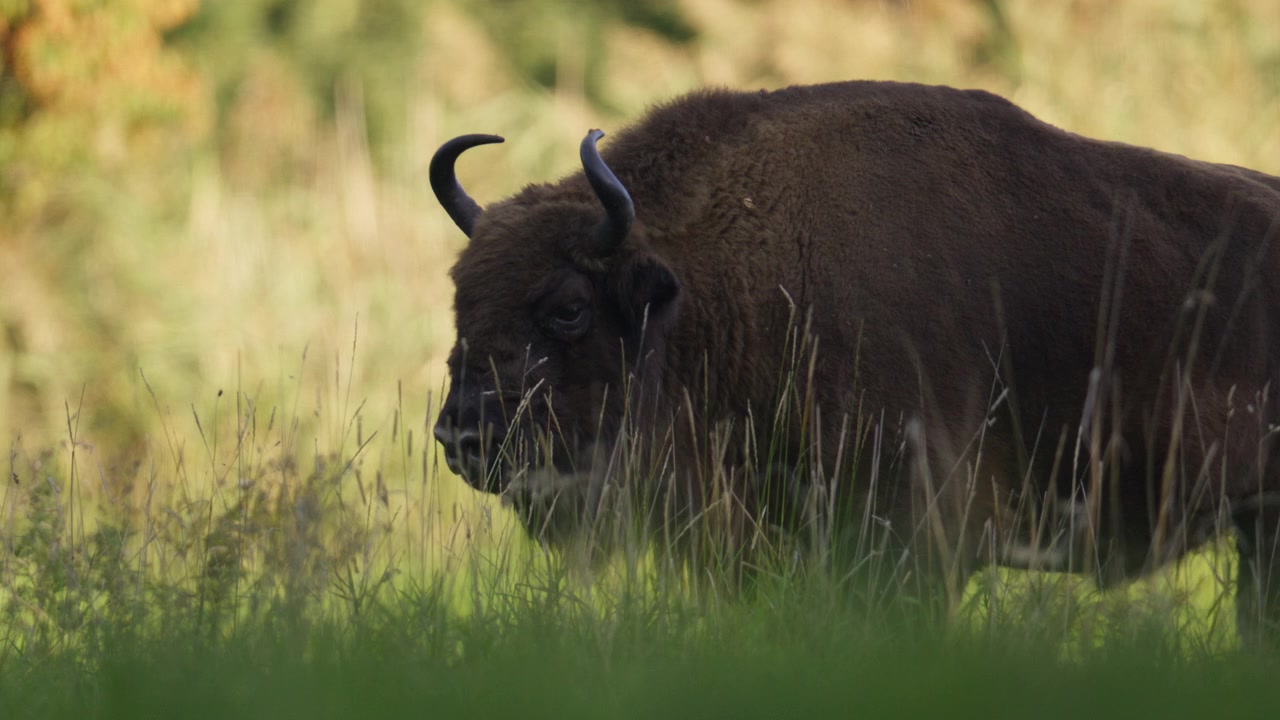 Slomo of Europen wood bison strolling over lush green pasture of nature reserve