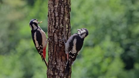 adorable dendrocopos major birds sitting on tree trunk in nature