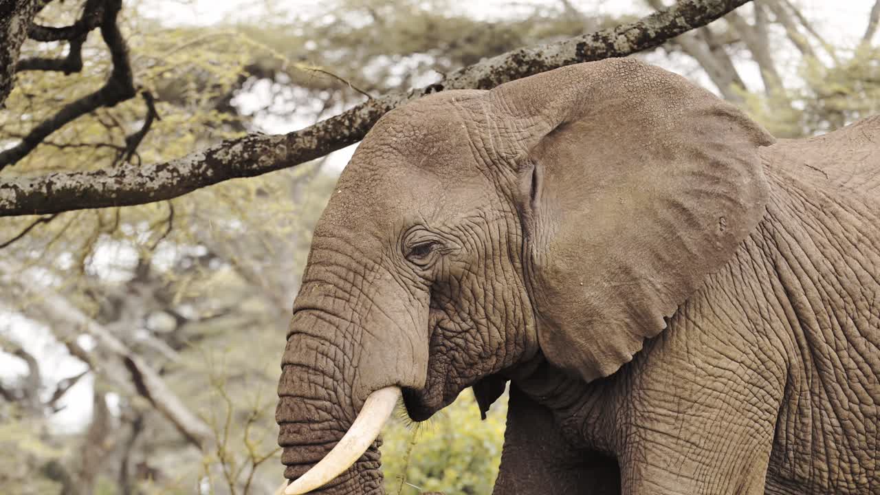 elefante africano alimentándose en áfrica en un bosque en el parque nacional del serengeti en tanzania, elefantes comiendo ramas de árboles en safari de vida silvestre africano animales de juego