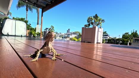 lagarto explorando una zona soleada de la cubierta