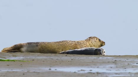 Seehundmutter-Mit-Neugeborenem-Welpen,-Die-Sich-Am-Strand-Ausruht,-Seehund-Springt-Zum-Schutz-In-Die-Nähe-Des-Welpen,-Schaut-Dann-In-Die-Kamera,-Fokus-Auf-Den-Vordergrund,-Texel,-Niederlande,-Tag