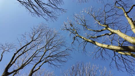 cycling under a row of bare trees in the winter and the blue sky