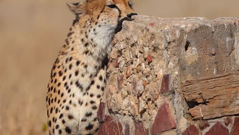 a medium shot of a cheetah sniffing a sign post in kruger national park