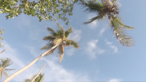 view from bottom on top of palm tree with sky, nobody