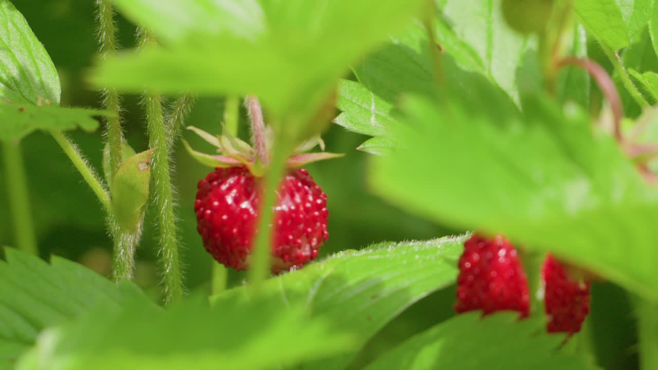 Wild strawberry plant fruit red sweet juicy ripen ready to eat up-close