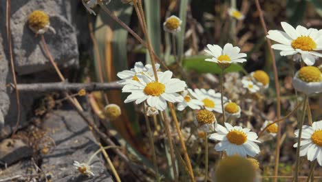 Gänseblümchen,-Die-Im-Sommersonnenschein-In-Zeitlupe-Im-Wind-Wehen