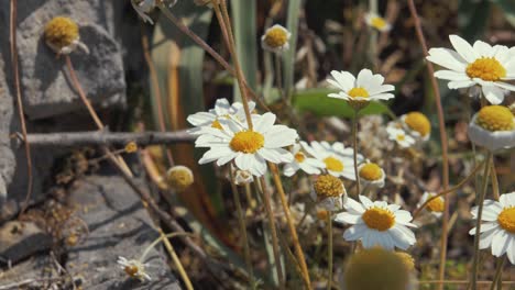 flores de margarita soplando en el viento en cámara lenta bajo el sol de verano