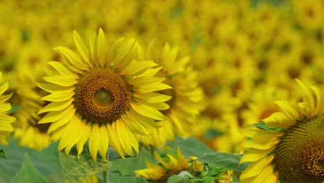 camera zooms out revealing this beautiful flower in the front and the sea of yellow flowers at the backgroundt, common sunflower helianthus annuus, thailand