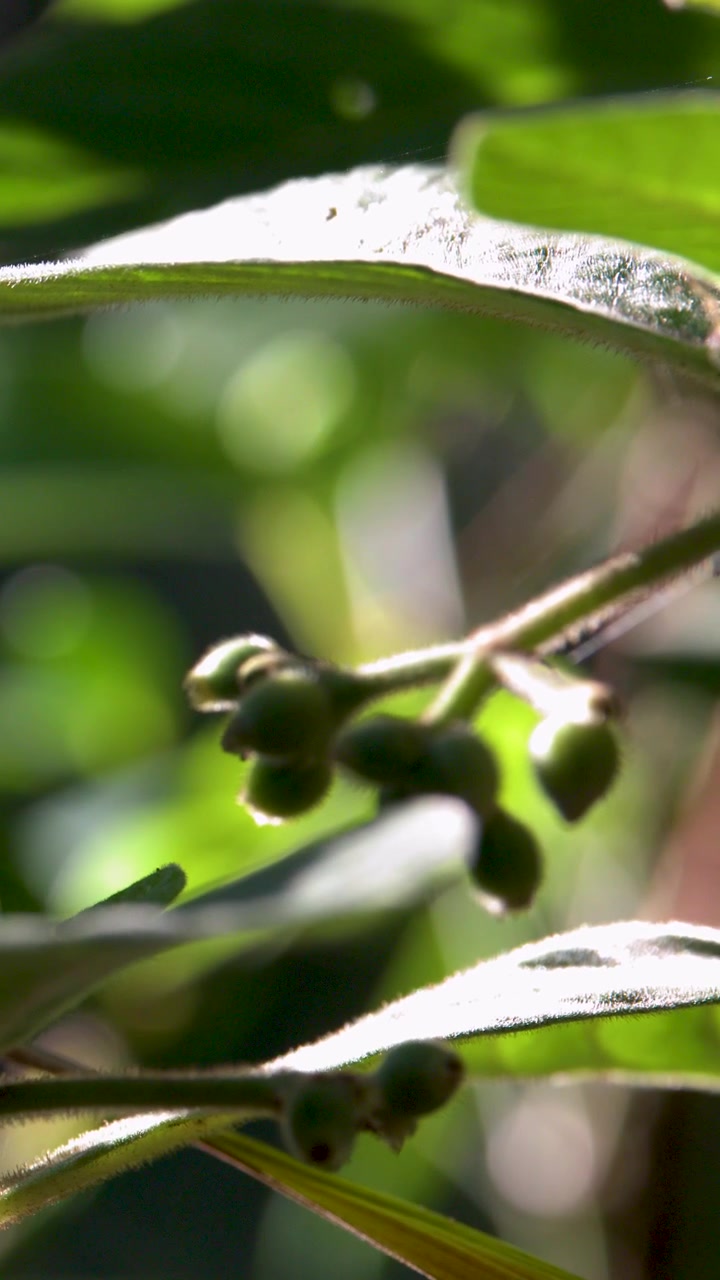 Close-up shot of backlit subtropical leaves and buds with bright sunlight highlighting leaf veins