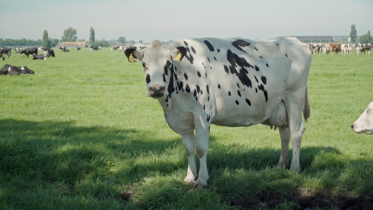 tiro largo de una sola vaca blanca en una granja de animales abarrotada, permaneciendo cautiva con una etiqueta de número en su oreja en cámara lenta