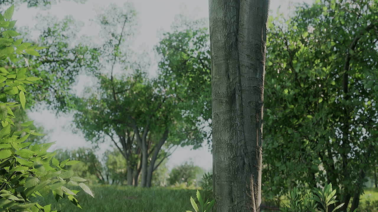 아침  ⁇ 에 큰 마당이 있는 초록색 잔디 ⁇