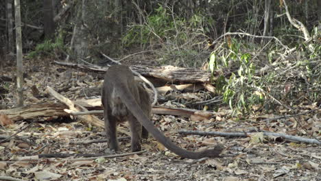 Männliche-Fossa,-Die-Im-Trockenwald-Umherstreift