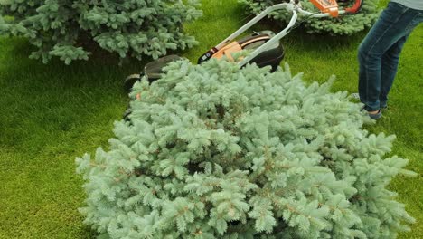 lawn mower cutting the grass. gardening activity. cutting grass with petrol driven lawn mower in sunny garden. gardener working with mower machine in the garden. lawn mower cutting green grass