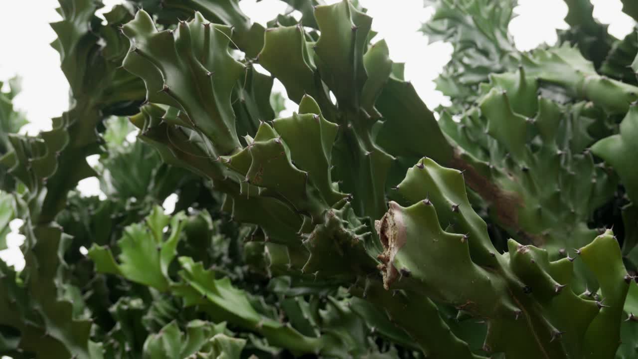 Spiny Green Succulent Mottled Spurge (Euphorbia Lactea) In Cactus Garden. closeup shot