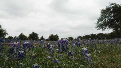 Ein-Feld-Mit-Bluebonnets-Im-Texas-Hill-Country,-Schieberegler-Von-Rechts-Nach-Links-Bewegen