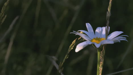 white daisy in a field