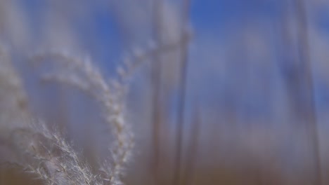 White-Wheat-in-slow-motion,-a-close-up-of-the-soft-natural-tall-grass-blowing-in-the-wind