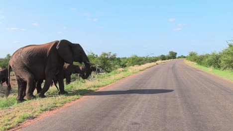 Breite-Aufnahme-Einer-Elefantenherde,-Die-Die-Teerstraße-Im-Krüger-Nationalpark-überquert