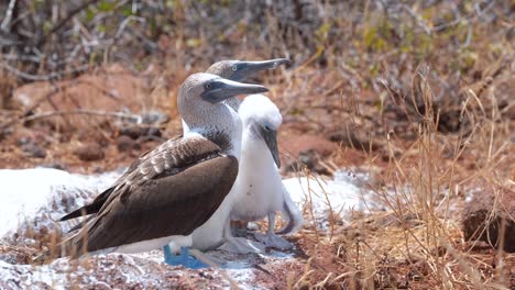 par de piqueros de patas azules en las islas galápagos, ecuador con pájaro juvenil - primer plano, tiro de mano